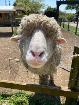 まかいの牧場に投稿された画像（2025/4/27）