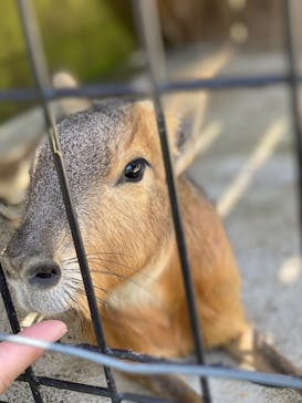 まかいの牧場に投稿された画像（2025/4/27）