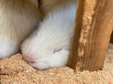 まかいの牧場に投稿された画像（2025/4/27）