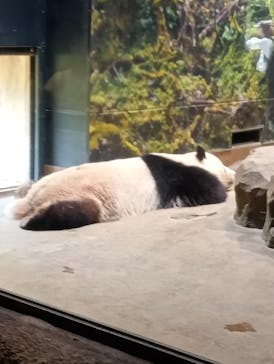 恩賜上野動物園に投稿された画像（2025/4/27）