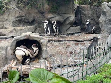 サンシャイン水族館に投稿された画像（2025/4/27）