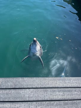 太地町立くじらの博物館に投稿された画像（2025/4/27）