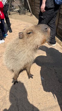 那須どうぶつ王国に投稿された画像（2025/4/27）