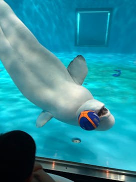 島根県立 しまね海洋館に投稿された画像（2025/4/27）