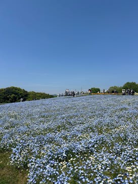 万博記念公園に投稿された画像（2025/4/27）
