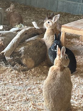 霞ケ浦 どうぶつとみんなのいえに投稿された画像（2025/4/27）