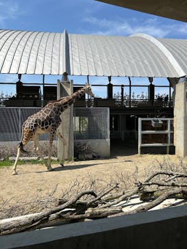 霞ケ浦 どうぶつとみんなのいえに投稿された画像（2025/4/27）