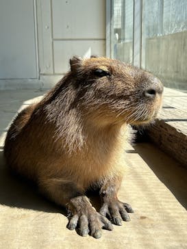 霞ケ浦 どうぶつとみんなのいえに投稿された画像（2025/4/27）