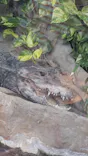 恩賜上野動物園に投稿された画像（2025/4/27）
