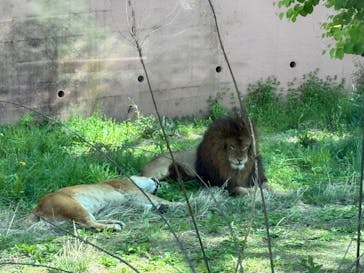 東京動物園協会_多摩動物公園に投稿された画像（2025/4/27）