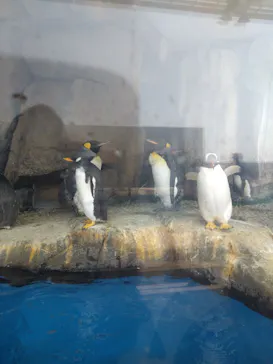 仙台うみの杜水族館に投稿された画像（2025/4/27）