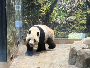 恩賜上野動物園に投稿された画像（2025/4/27）