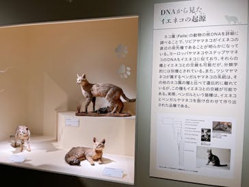 特別展「古代DNA－日本人のきた道」（国立科学博物館）に投稿された画像（2025/4/27）