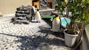 下田海中水族館に投稿された画像（2025/4/27）