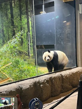 恩賜上野動物園に投稿された画像（2025/4/27）