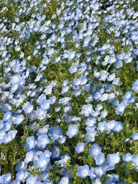 こうべアグリパークネモフィラの丘2025に投稿された画像（2025/4/27）