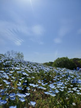 こうべアグリパークネモフィラの丘2025に投稿された画像（2025/4/27）