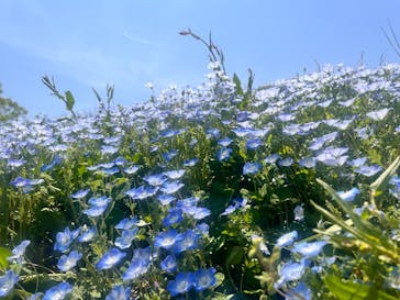 こうべアグリパークネモフィラの丘2025に投稿された画像（2025/4/27）