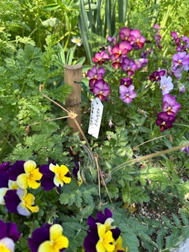 わんダフルネイチャーヴィレッジに投稿された画像（2025/4/27）