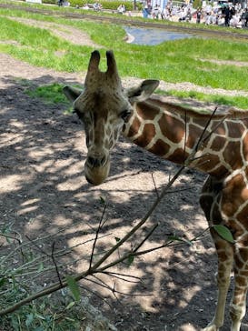 名古屋市東山動植物園に投稿された画像（2025/4/27）