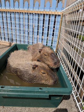 おさるランド＆アニタウン　日光さる軍団劇場に投稿された画像（2025/4/27）