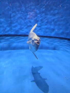 アクアワールド茨城県大洗水族館に投稿された画像（2025/4/27）