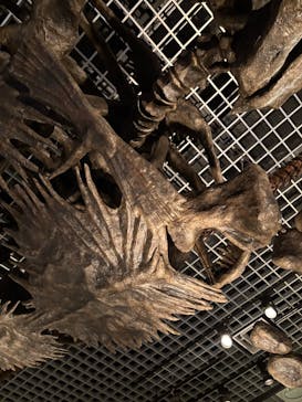 国立科学博物館に投稿された画像（2025/4/27）