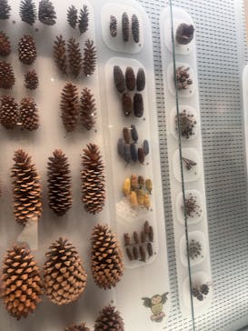 国立科学博物館に投稿された画像（2025/4/27）