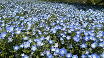 こうべアグリパークネモフィラの丘2025に投稿された画像（2025/4/27）