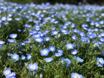 こうべアグリパークネモフィラの丘2025に投稿された画像（2025/4/27）