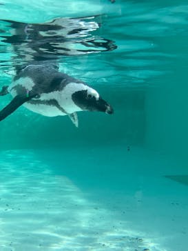 マリンワールド海の中道に投稿された画像（2025/4/27）