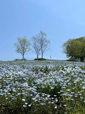 こうべアグリパークネモフィラの丘2025に投稿された画像（2025/4/27）