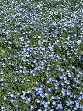 こうべアグリパークネモフィラの丘2025に投稿された画像（2025/4/27）