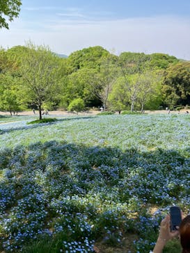 こうべアグリパークネモフィラの丘2025に投稿された画像（2025/4/27）