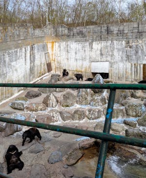 奥飛騨クマ牧場に投稿された画像（2025/4/27）