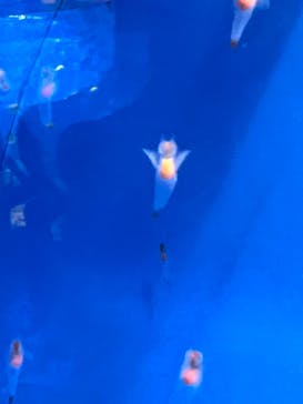 しながわ水族館に投稿された画像（2025/4/27）