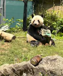 恩賜上野動物園に投稿された画像（2025/4/27）