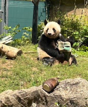 恩賜上野動物園に投稿された画像（2025/4/27）
