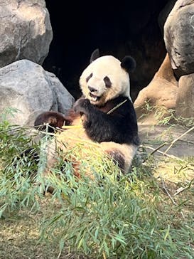 恩賜上野動物園に投稿された画像（2025/4/27）