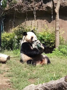 恩賜上野動物園に投稿された画像（2025/4/27）