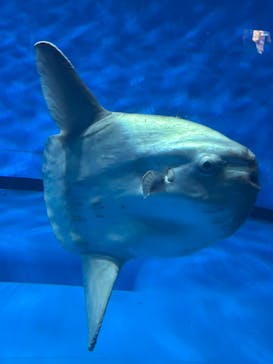アクアワールド茨城県大洗水族館に投稿された画像（2025/4/27）