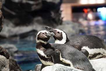すみだ水族館に投稿された画像（2025/4/27）