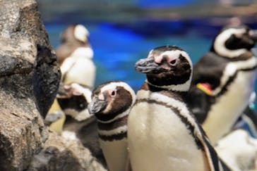 すみだ水族館に投稿された画像（2025/4/27）