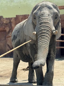 東武動物公園に投稿された画像（2025/4/27）