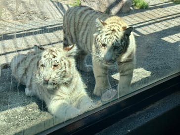 東武動物公園に投稿された画像（2025/4/27）