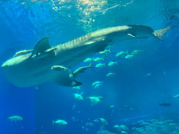 沖縄美ら海水族館に投稿された画像（2025/4/27）