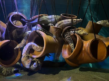 竹島水族館に投稿された画像（2025/4/27）