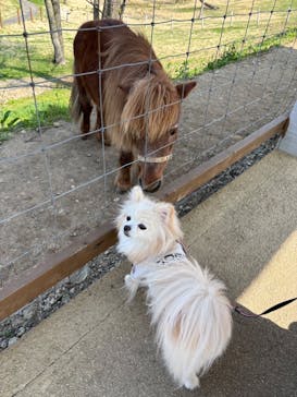 那須どうぶつ王国に投稿された画像（2025/4/27）
