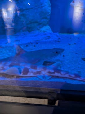 九十九島パールシーリゾートに投稿された画像（2025/4/27）