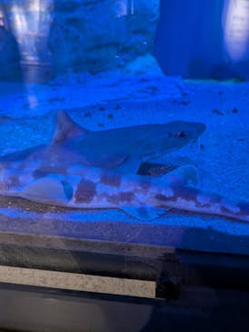 九十九島パールシーリゾートに投稿された画像（2025/4/27）